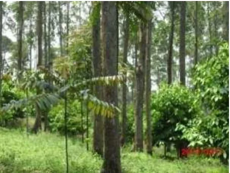 Gambar (Figure) 8.   Model adopsi pohon internasional di Blok Los Beca, Resort  Cimungkat (Tree adoption international model in Los Beca Bloc, Resort Cimungkat)  