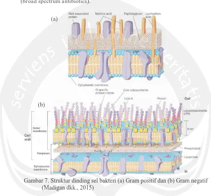Gambar 7. Struktur dinding sel bakteri (a) Gram positif dan (b) Gram negatif   (Madigan dkk., 2015) 