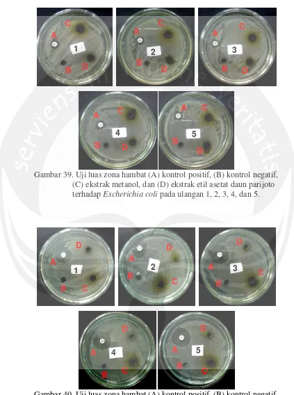 Gambar 40. Uji luas zona hambat (A) kontrol positif, (B) kontrol negatif,  (C) ekstrak metanol, dan (D) ekstrak etil asetat daun parijoto terhadap Staphylococcus aureus pada ulangan 1, 2, 3, 4, dan 5