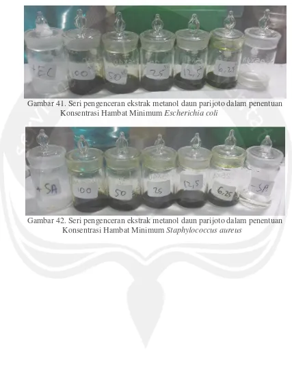 Gambar 41. Seri pengenceran ekstrak metanol daun parijoto dalam penentuan 