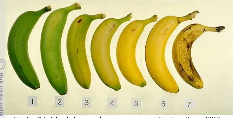 Gambar 2 Indeks skala warna kematangan pisang (Sumber: Kader 2008) 