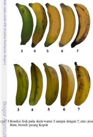 Gambar 3 Kondisi fisik pada skala warna 3 sampai dengan 7; atas: pisang Raja 
