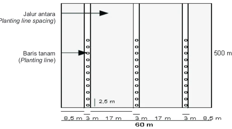 Gambar (Figure) 1.  Layout penelitian tanaman meranti dalam jalur tanam sistem TPTJ (Meranti research design in planting line of selective logging & lined plating system)