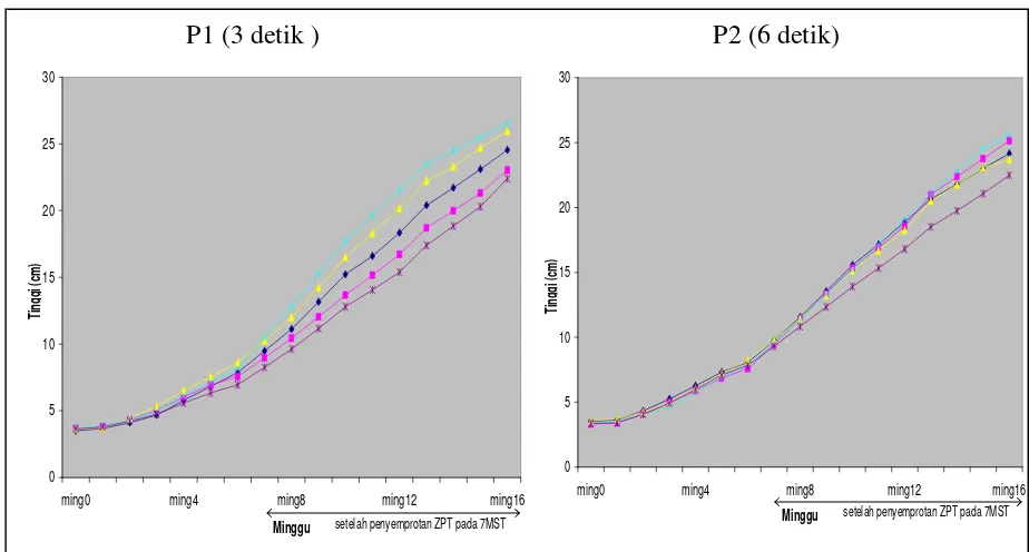 Gambar 3. Grafik pertumbuhan tinggi tanaman Adenium berdasarkan konsentrasi ZPT (IAA atau GA3) pada lama pencelupan (P) yang berbeda 