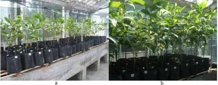 Gambar 1. kondisi tanaman Acacia mangium Willd. sebelum perlakuan (a) dan setelah perlakuan (b)
