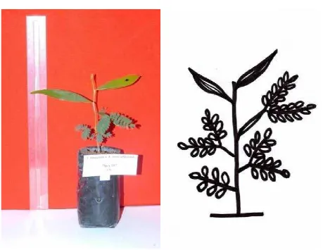 Gambar 1. Susunan perkembangan daun semai:  Once-pinnate (1), bi pinnate (2), 4-pinnate (3) phyllode + 2-pinnate (4), phyllode + 4-pinnate pinnate (5) phyllode