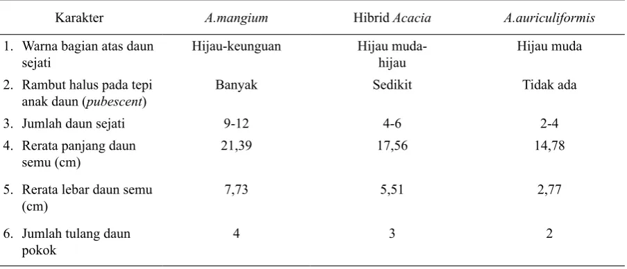 Gambar 7. Ujung daun semu (phyllode) semai A. mangium (A), hibrid  Acacia (A. mangium x A