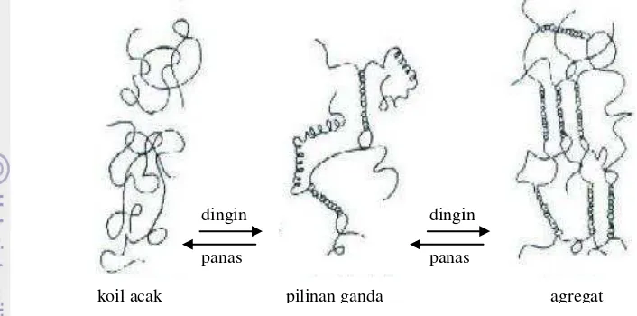 Gambar 2. Mekanisme pembentukan gel karagenan (Glicksman 1983) 