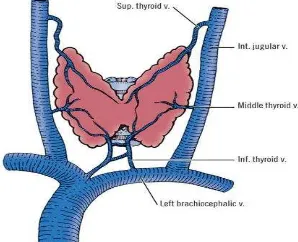 Gambar 1. Aliran arteri kelenjar tiroid.6  