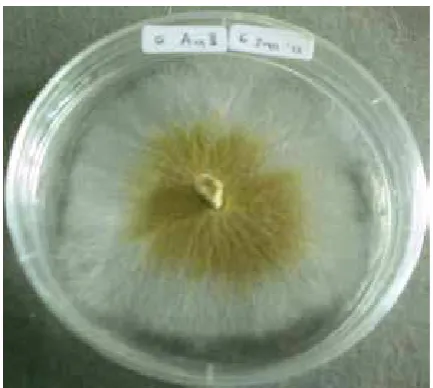 Gambar 1. Morfologi kultur jamur Ganoderma 