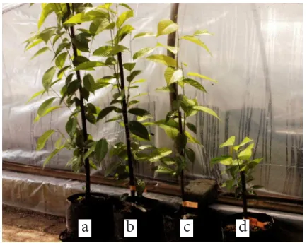 Gambar 2. Pertumbuhan tunas stool plants Meranti tembaga pada 4 tinggi pangkasan {a) 80 cm, b) 60 cm, c) 40 cm dan d) 20 cm}