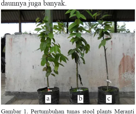 Gambar 1. Pertumbuhan tunas stool plants Meranti tembaga dari 3 populasi: a). Muara Wahau,  b)