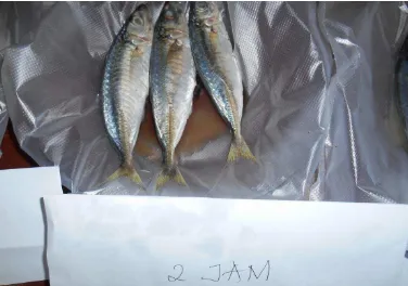 Gambar 4.3. Ikan dengan perendaman 3 jam 