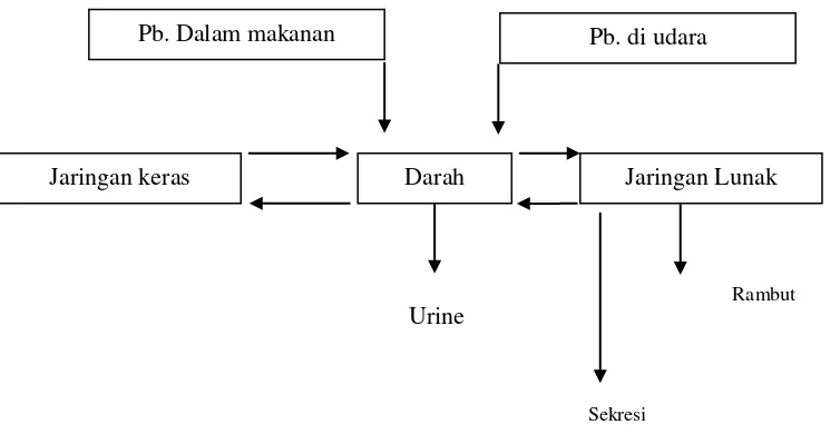 Gambar 2 : Dinamika metabolisme Pb pada tubuh manusia 