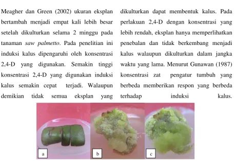 Gambar 1. a. Eksplan potongan daun; b - c . Kalus kompak dari perlakuan 2,4-D pada umur berbeda.