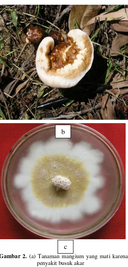 Gambar 2. (a) Tanaman mangium yang mati karena 