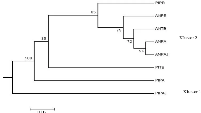 Gambar 2. Dendrogram menunjukkan hubungan kekerabatan antar kelompok pohon induk dan anakan pada setiap sub plot pengamatan 
