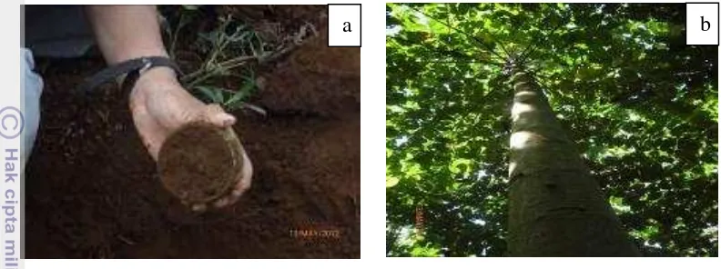 Gambar 1  Sampel tanah yang diambil dari rizosfer jabon (a) dan pohon jabon 