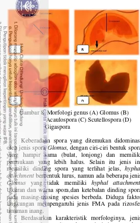 Gambar 8  Morfologi genus (A) Glomus (B) 