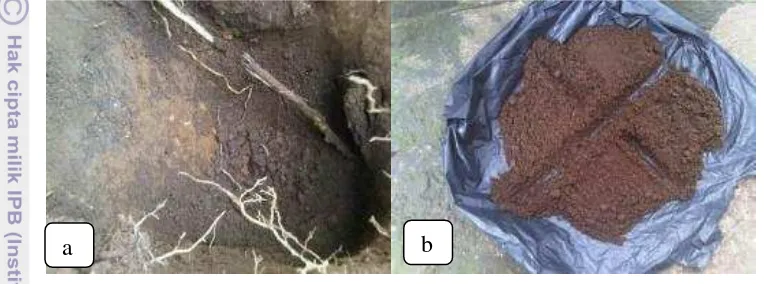 Gambar 1 Pengambilan sampel tanah pada kedalaman 0–20 cm (a)                                                                             