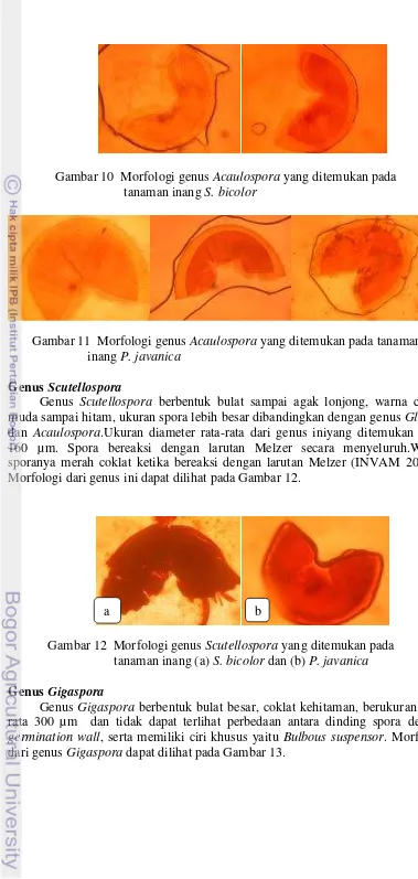 Gambar 11  Morfologi genus Acaulospora yang ditemukan pada tanaman  