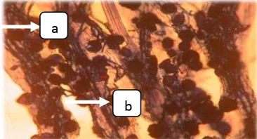 Gambar 3 Kepadatan spora pada tanaman inang  Gambar 5.  