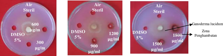 Gambar 6 . Aktivitas senyawa antifungal dalam menghambat pertumbuhan koloni Ganoderma lucidum pada berbagai konsentrasi (µg/ml) 