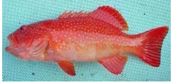 Gambar 1  Ikan kerapu sunu (Plectropomus leopardus) (FAO 2005) 