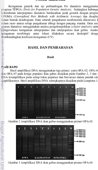 Gambar 3 Amplifikasi DNA ikan gabus menggunakan primer OPA-04 