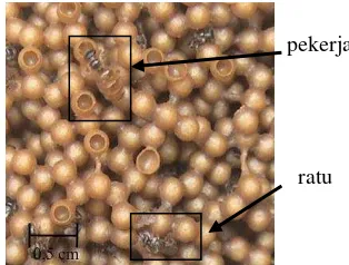 Gambar 1. Lebah ratu  Trigona  laeviceps dan lebah pekerja diantara sel anakan 