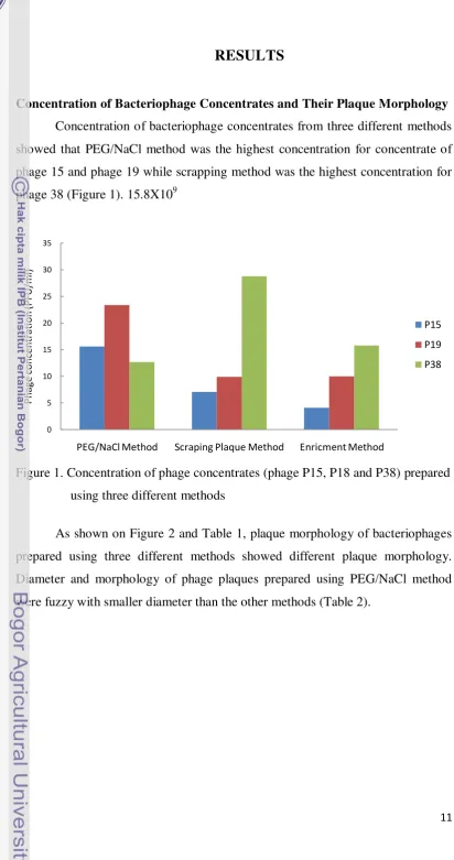 Figure 1. Concentration of phage concentrates (phage P15, P18 and P38) prepared 
