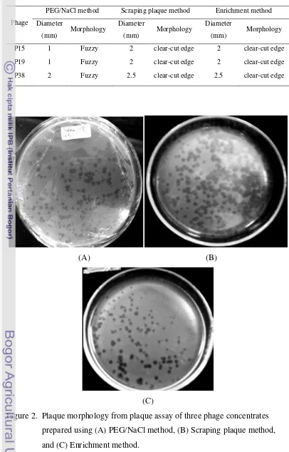 Figure 2.  Plaque morphology from plaque assay of three phage concentrates 