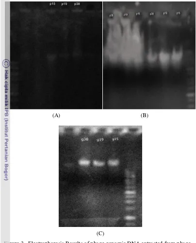 Figure 3.  Electrophoresis Results of phage genomic DNA extracted from phage 