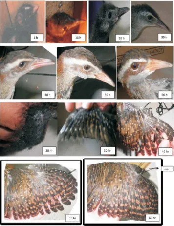 Gambar 5. Perubahan warna pada bagian kepala yaitu paruh, iris mata, warna alis mata, danpertumbuhan sayap sejak umur 1 hari sampai 60 hari.