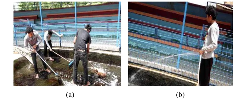 Gambar 9 Pembersihan kandang oleh Animal Keeper (a) Menyikat kolam 