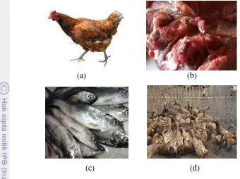 Gambar 12 Jenis pakan di penangkaran Taman Buaya Indonesia Jaya (a) Ayam 