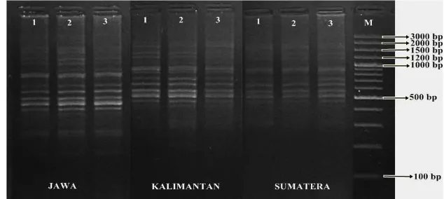 Gambar 5 Amplifikasi DNA ikan betok dengan primer OPA 07. 