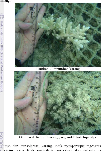 Gambar 3. Pemutihan karang  