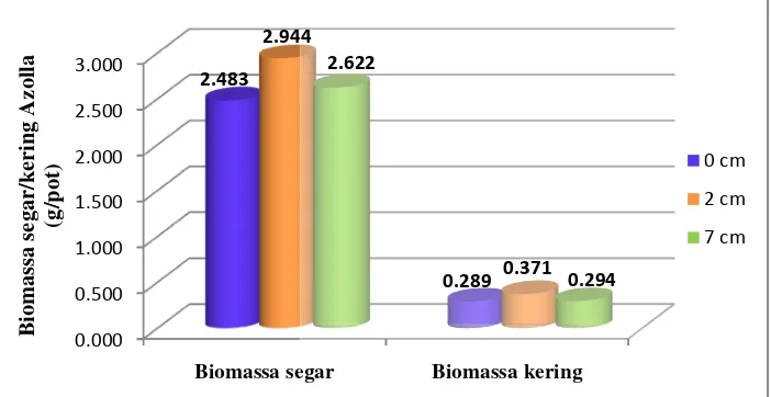 Gambar 4.2 Pengaruh tinggi gi genangan air terhadap Biomassa Azolla 