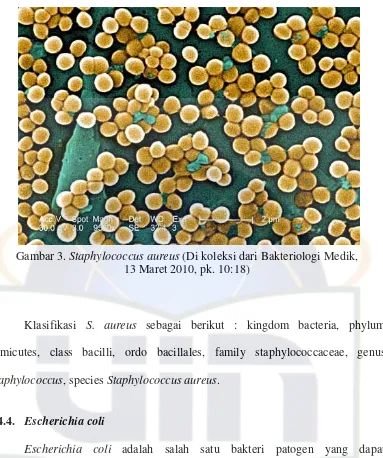 Gambar 3. Staphylococcus aureus (Di koleksi dari Bakteriologi Medik, 