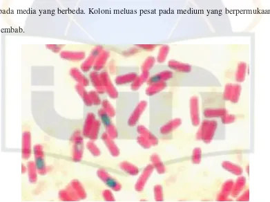 Gambar 5. Bacillus subtilis (www.microbelibrary.org, 2010) 