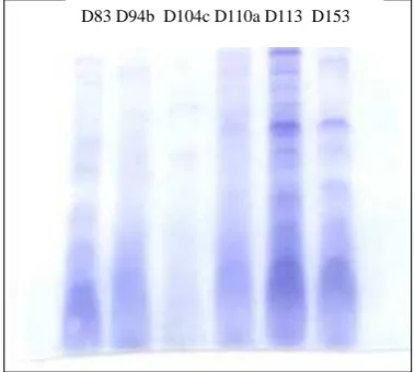 Figure.6 . The diameter of inhibition zone demonstrated by protein from isolate number D110a