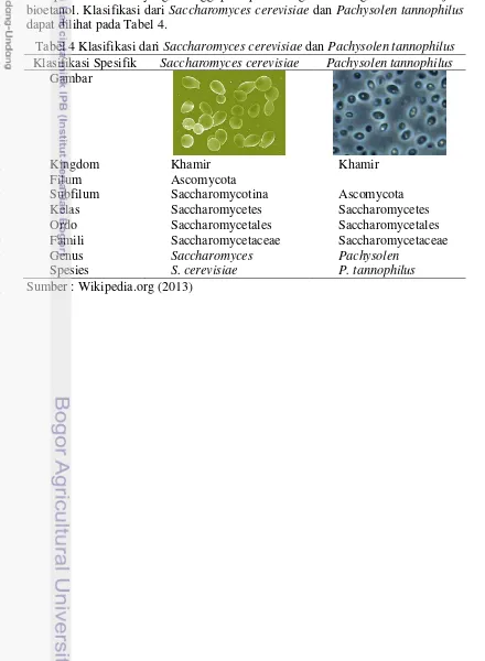 Tabel 4 Klasifikasi dari Saccharomyces cerevisiae dan Pachysolen tannophilus 