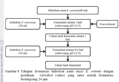 Gambar 8 Tahapan fermentasi hidrolisat asam encer E. cottonii dengan 