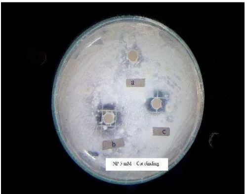 Gambar 6. Contoh Diameter Anti-Jamur Cat Dinding yang Telah Diberi  