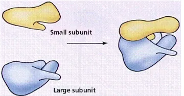 Gambar 5. struktur ribosom.  