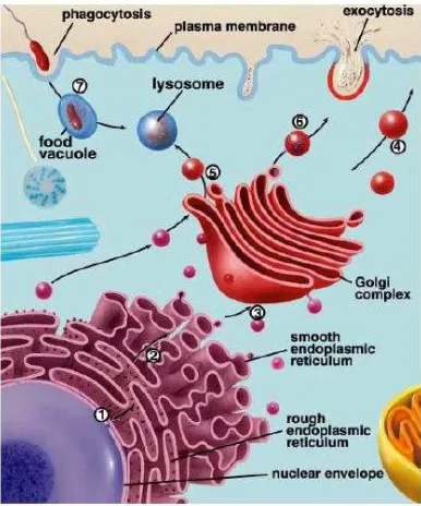 Gambar 7. Komponen  yang menyusun endomembran 