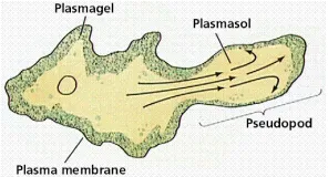 Gambar 11. Pergerakan silia dan flagela  