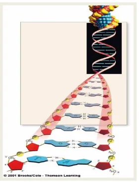 Gambar 1. M embran sel, lipid bilayer. Gambar sebelah kanan menunjukkan protein sebagai gerbang untuk keluar masuknya molekul-molekul tertentu