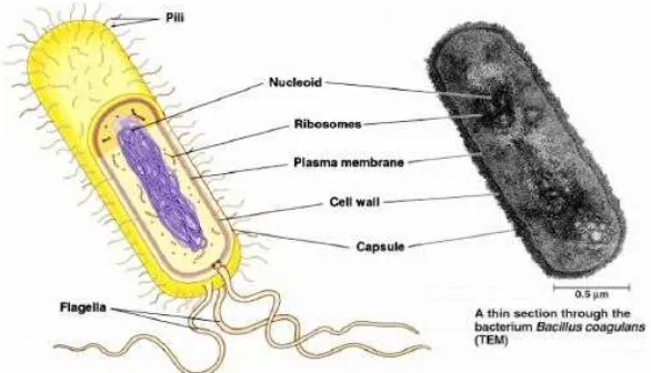 Gambar 3. Bagian-bagian dari sel prokariotik 